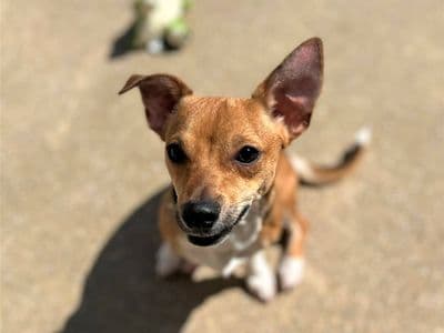Ronnie — Chihuahua