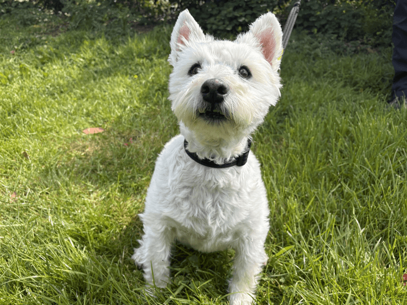 Oliver photo 3