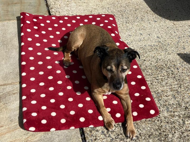 Lilly photo 3