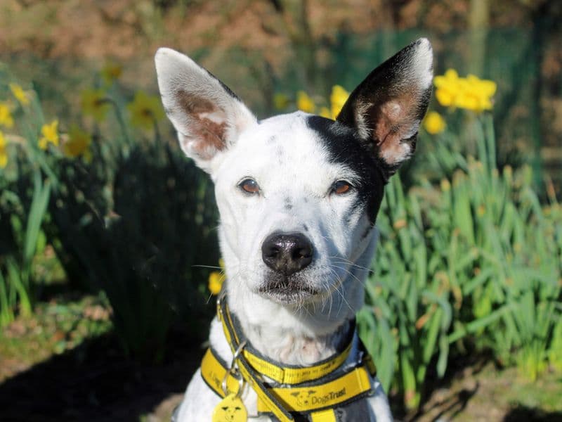 Patches photo 4