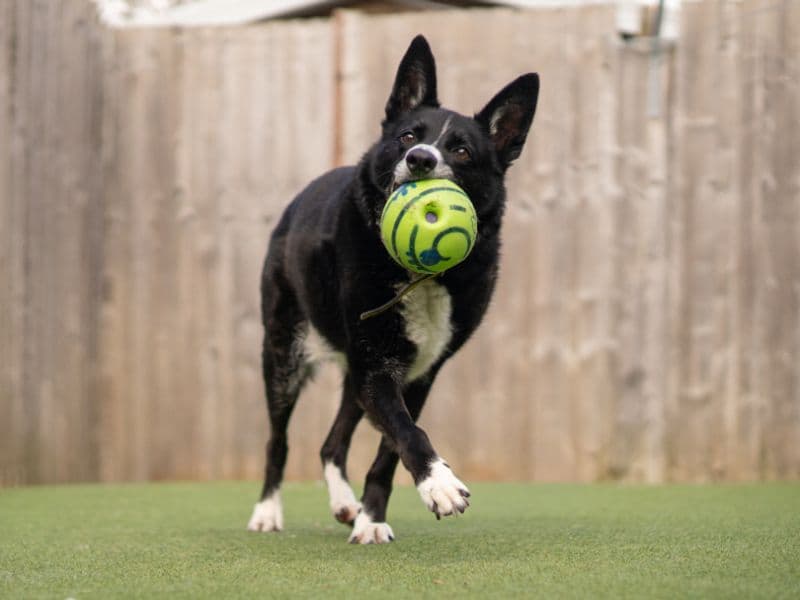 Ollie photo 2