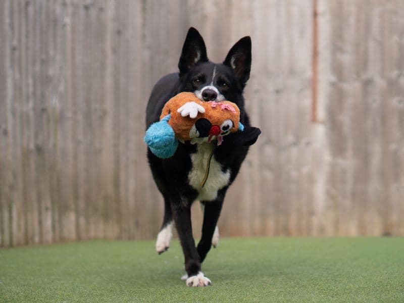 Ollie photo 3