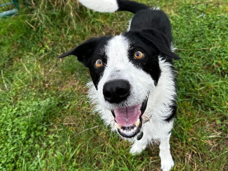 Alfie photo 3