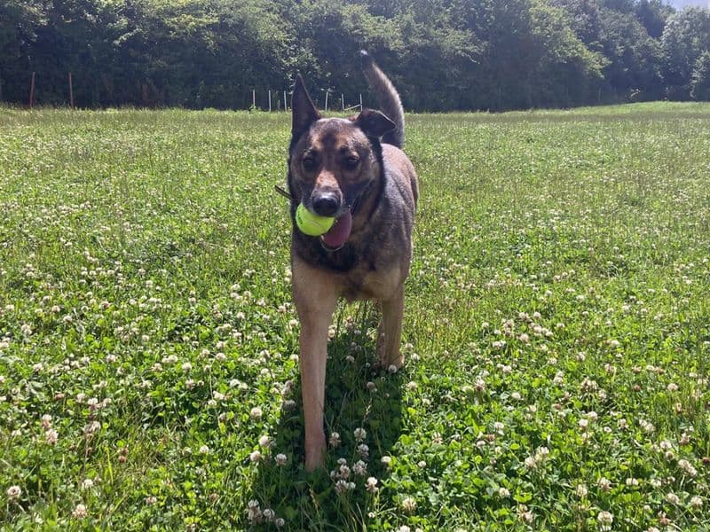 Nala photo 4