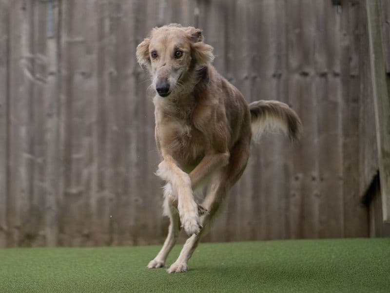 Charlie photo 4