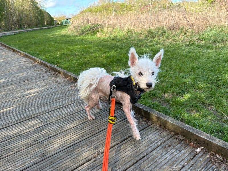 Dolly photo 4