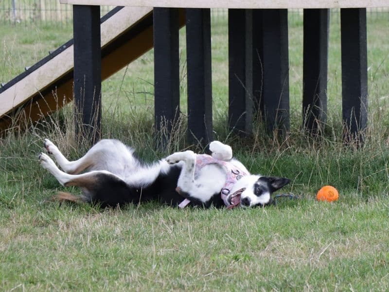 Tilly photo 2