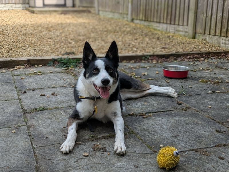 Tilly photo 3
