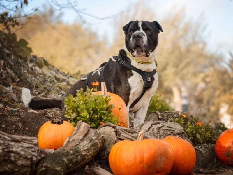 Zeus photo 4