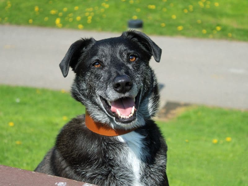 Toby photo 3