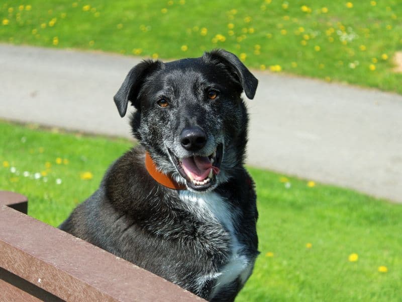 Toby photo 4