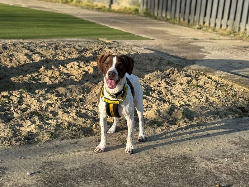 Archie photo 2
