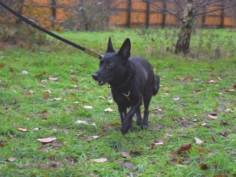 Luna photo 2