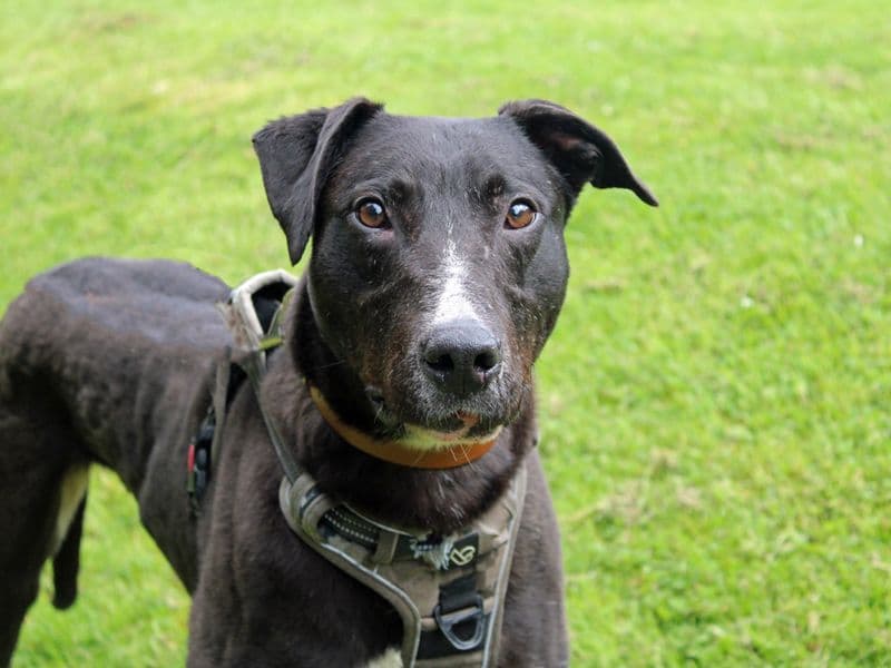 Angus photo 4