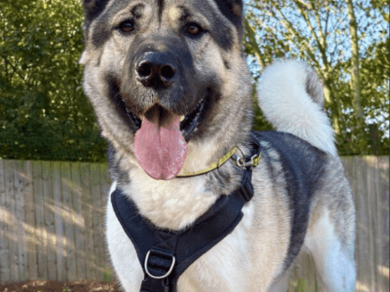 Bucky photo 4