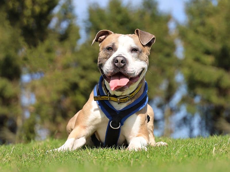 Buster photo 4
