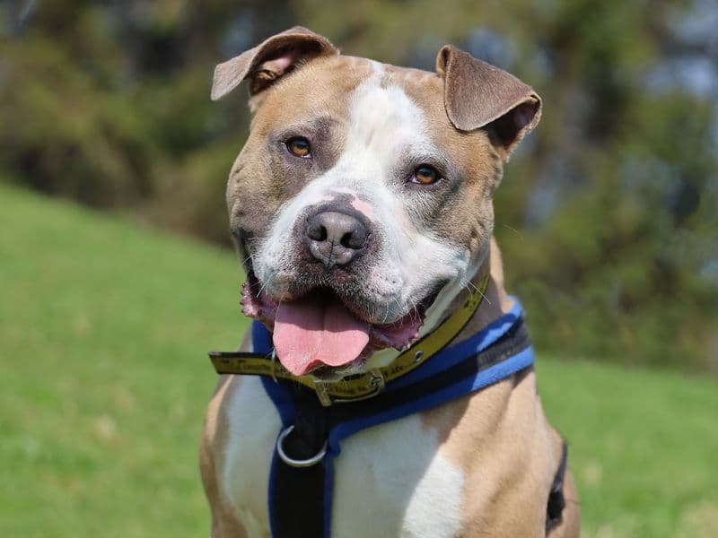 Buster photo 2