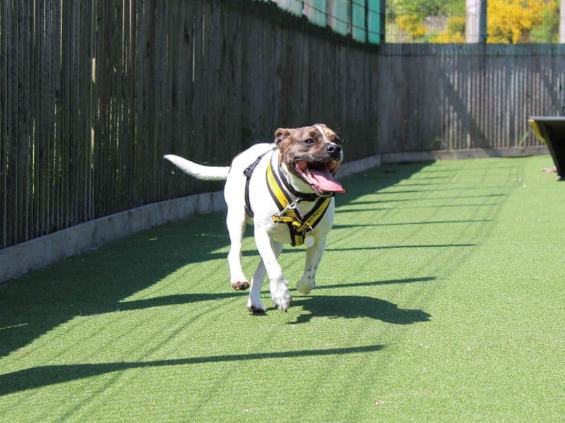 Lockie photo 2