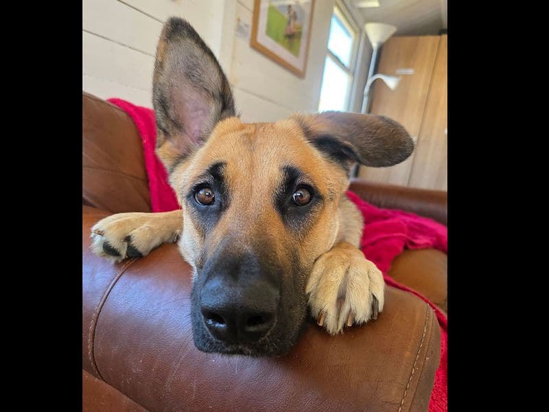 Mara photo 4