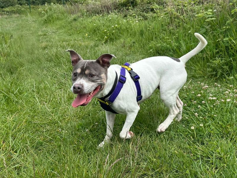 Skye photo 4
