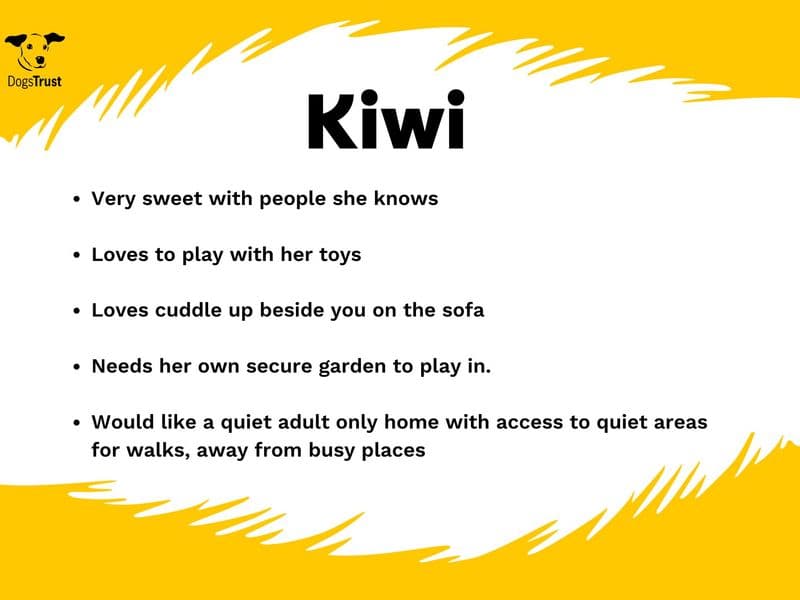 Kiwi photo 4