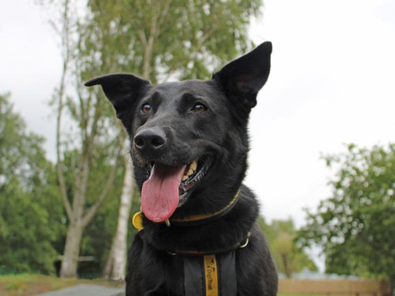 Nala photo 2