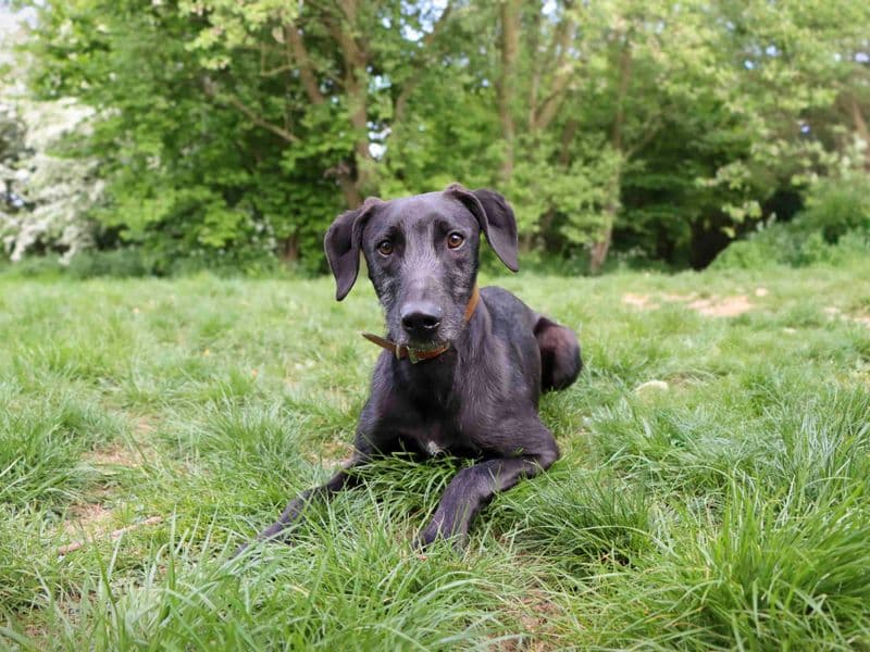 Kylo photo 4