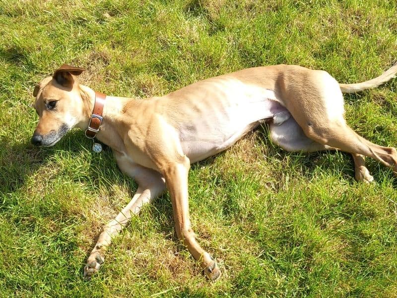 Harley photo 3
