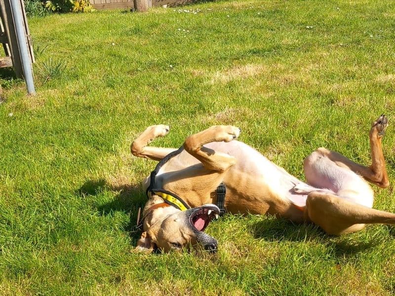 Harley photo 2