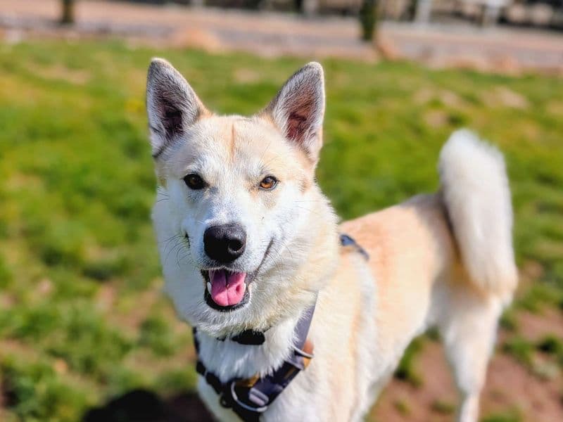 Meeko photo 4