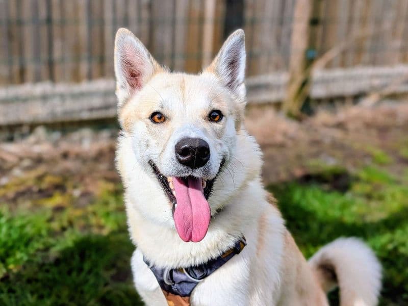 Meeko photo 2