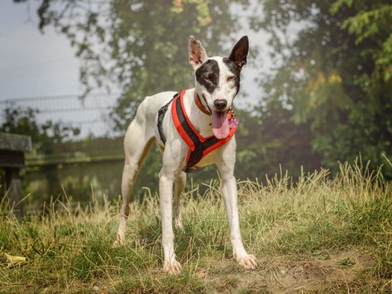 Milly photo 3