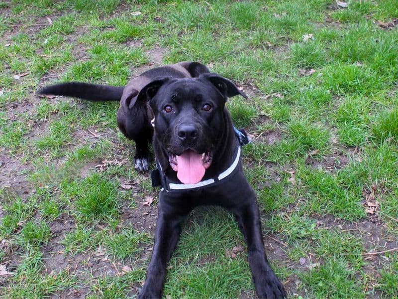 Rufus photo 3