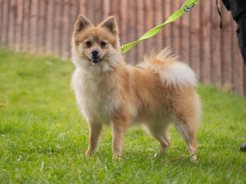 Coco photo 3