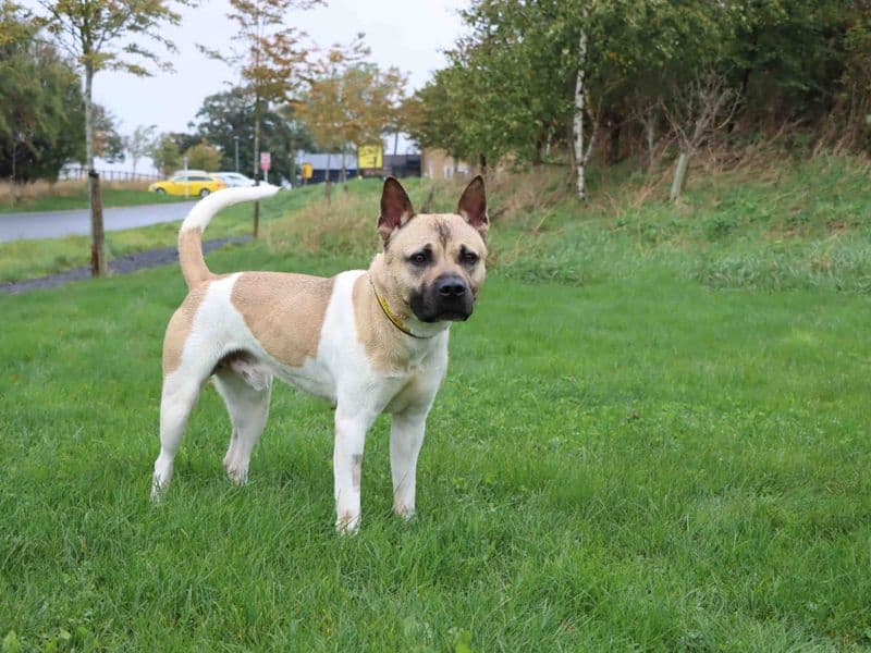 Hugo photo 4