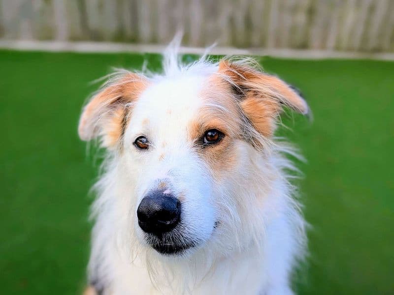 Marley photo 2