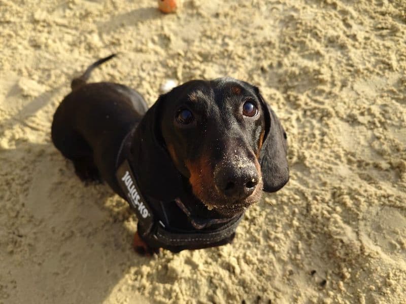 Frankie photo 3
