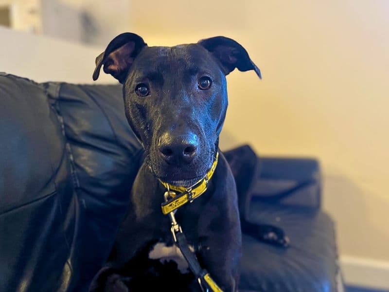 Milo photo 3