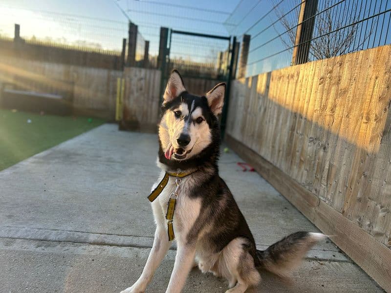 Diesel photo 2