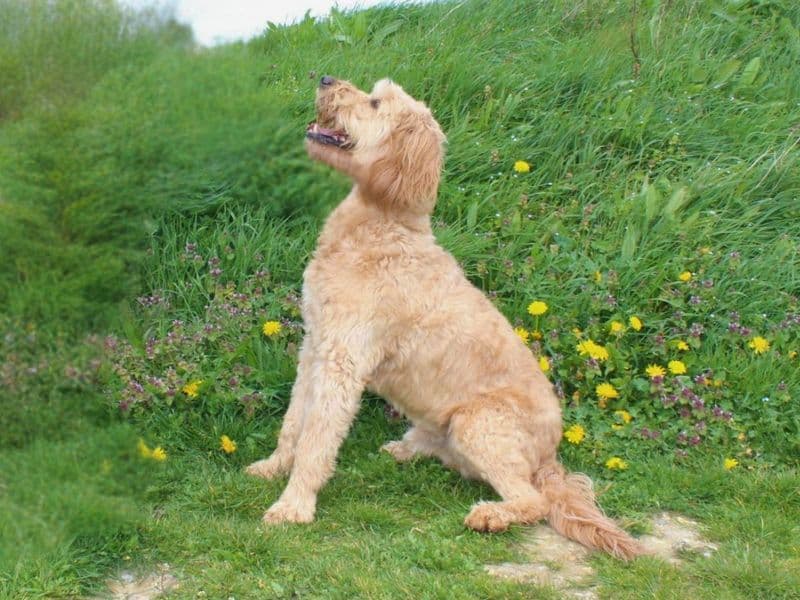 Bernie photo 2