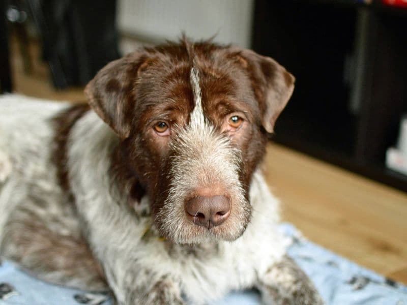 Rocco photo 3