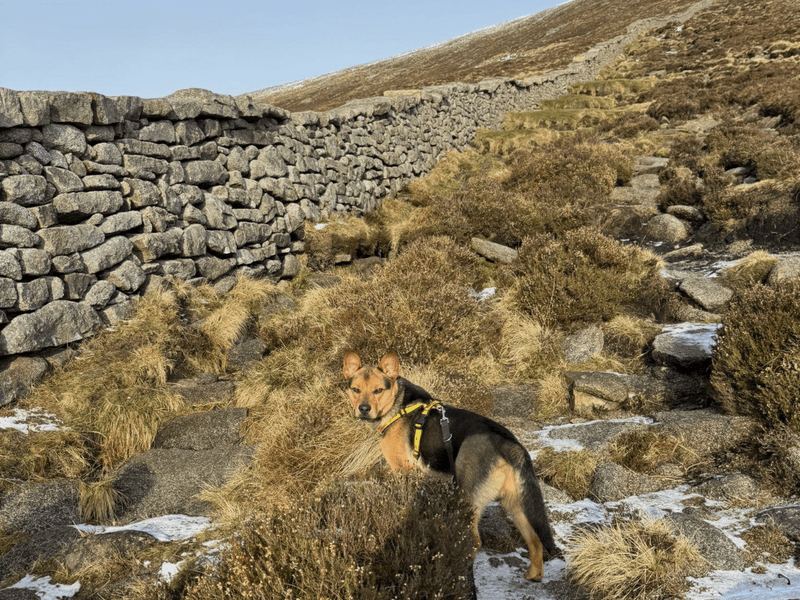 Dingo photo 2