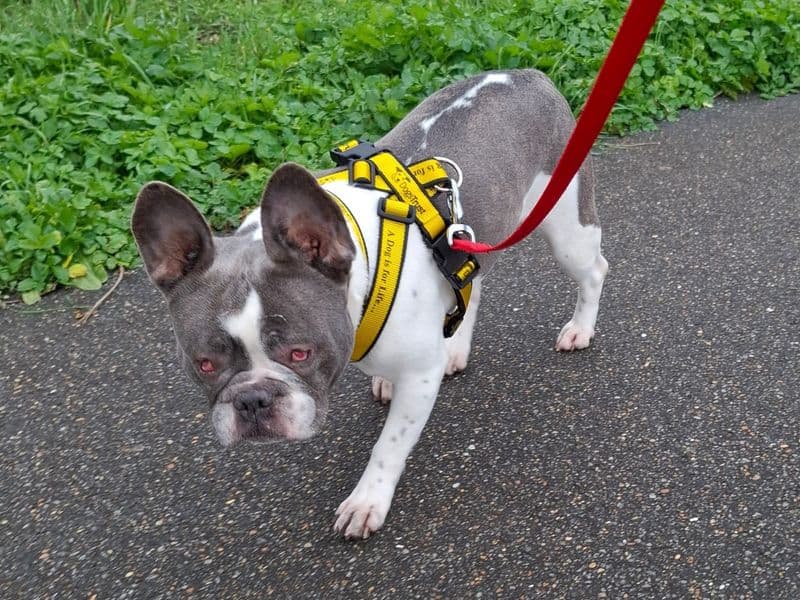 Lola photo 3