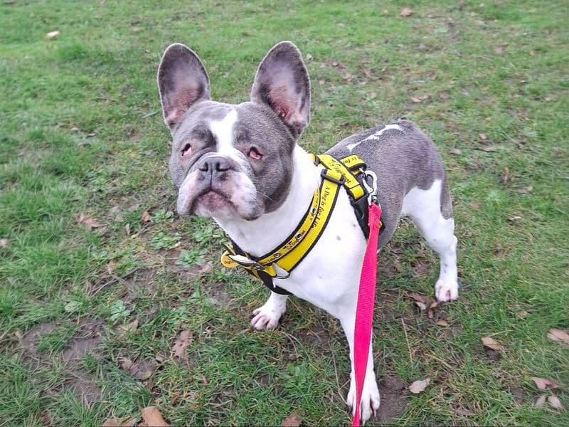 Lola photo 4