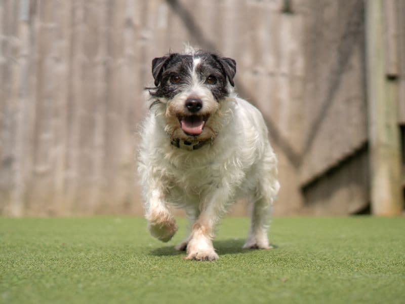 Poppy photo 2