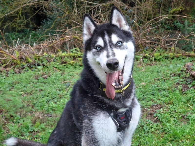 Rocky Husky photo 4