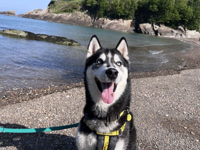 Rocky Husky photo 3