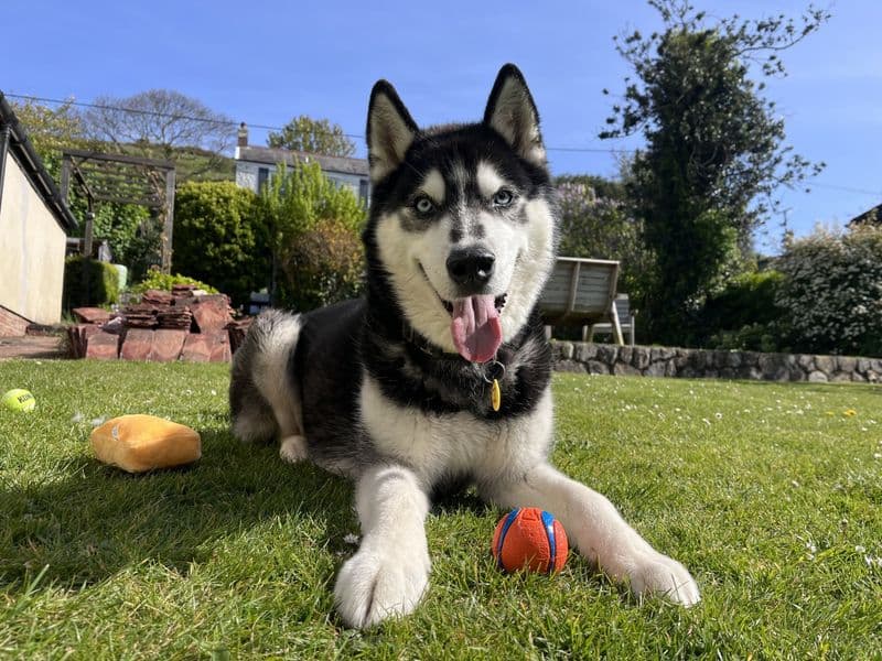 Rocky Husky photo 2