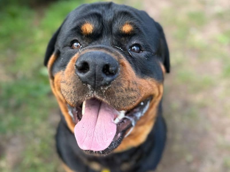 Tyson photo 2
