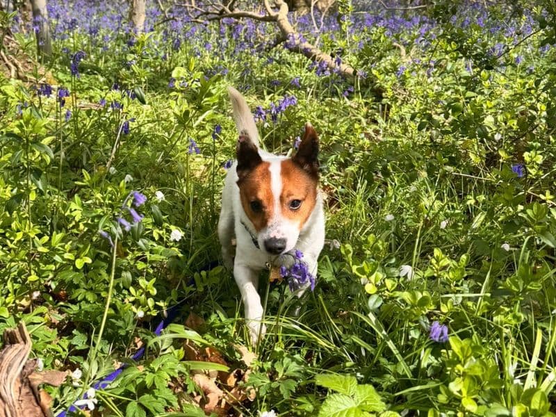 Champ photo 2